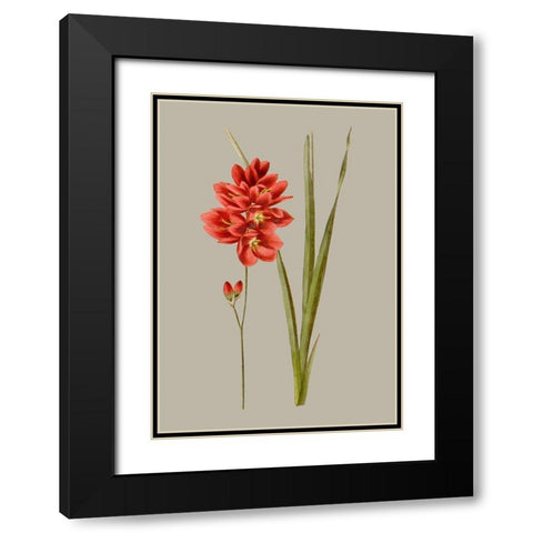 Botanical Array IV Black Modern Wood Framed Art Print with Double Matting by Vision Studio