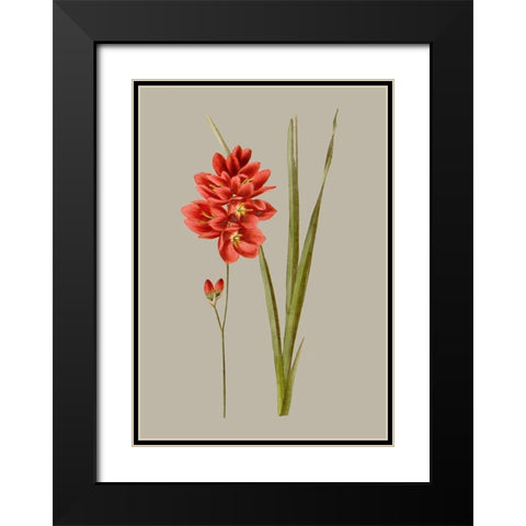 Botanical Array IV Black Modern Wood Framed Art Print with Double Matting by Vision Studio