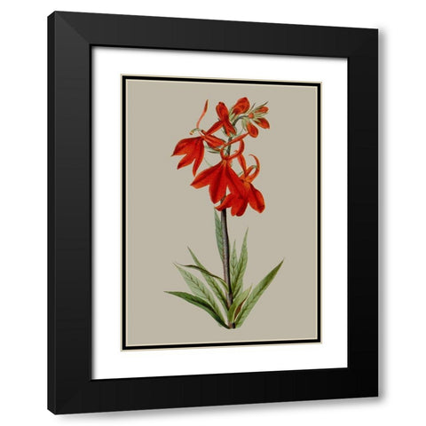 Botanical Array VII Black Modern Wood Framed Art Print with Double Matting by Vision Studio