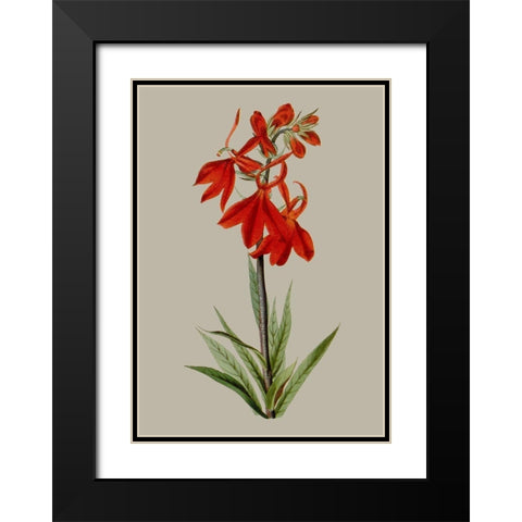 Botanical Array VII Black Modern Wood Framed Art Print with Double Matting by Vision Studio