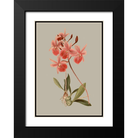 Botanical Array IX Black Modern Wood Framed Art Print with Double Matting by Vision Studio