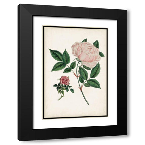 Vintage Rose Clippings I Black Modern Wood Framed Art Print with Double Matting by Vision Studio