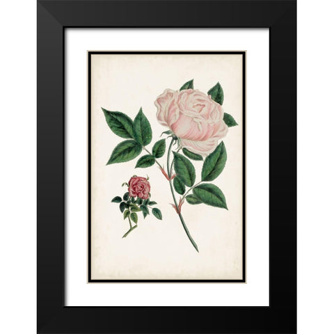 Vintage Rose Clippings I Black Modern Wood Framed Art Print with Double Matting by Vision Studio