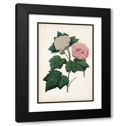 Vintage Rose Clippings II Black Modern Wood Framed Art Print with Double Matting by Vision Studio