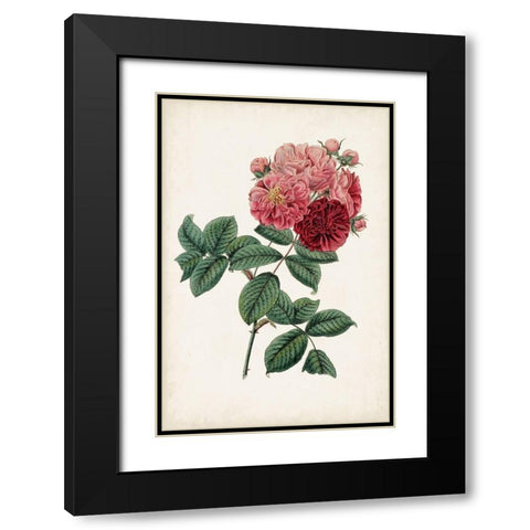 Vintage Rose Clippings III Black Modern Wood Framed Art Print with Double Matting by Vision Studio