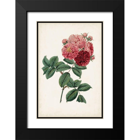 Vintage Rose Clippings III Black Modern Wood Framed Art Print with Double Matting by Vision Studio