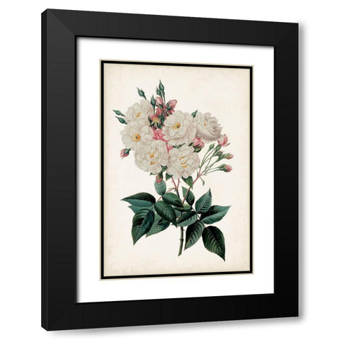 Vintage Rose Clippings IV Black Modern Wood Framed Art Print with Double Matting by Vision Studio