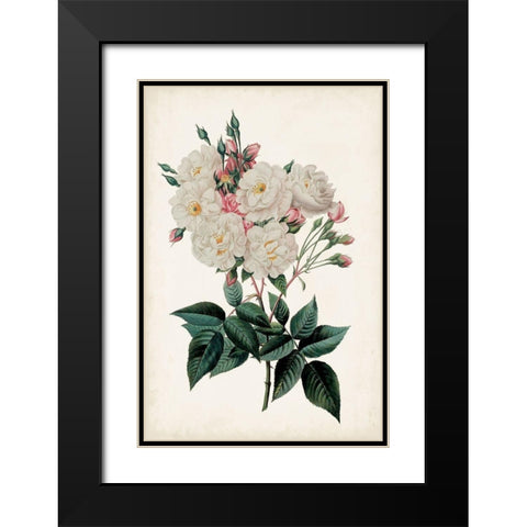 Vintage Rose Clippings IV Black Modern Wood Framed Art Print with Double Matting by Vision Studio