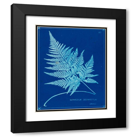 Cyanotype Ferns II Black Modern Wood Framed Art Print with Double Matting by Unknown