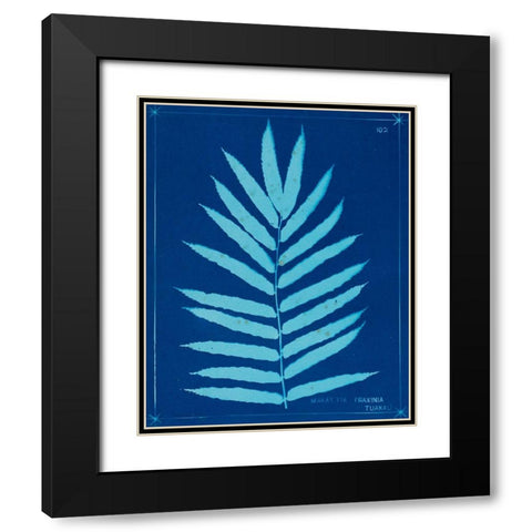 Cyanotype Ferns III Black Modern Wood Framed Art Print with Double Matting by Unknown