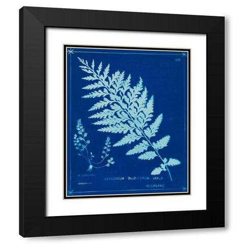 Cyanotype Ferns IV Black Modern Wood Framed Art Print with Double Matting by Unknown