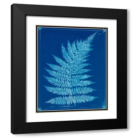 Cyanotype Ferns IX Black Modern Wood Framed Art Print with Double Matting by Unknown