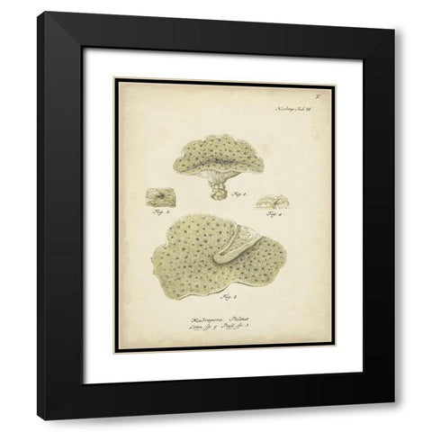 Ecru Coral I Black Modern Wood Framed Art Print with Double Matting by Esper, Johann