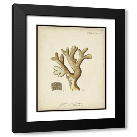 Ecru Coral II Black Modern Wood Framed Art Print with Double Matting by Esper, Johann