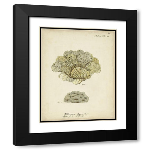 Ecru Coral V Black Modern Wood Framed Art Print with Double Matting by Esper, Johann
