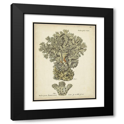 Ecru Coral VI Black Modern Wood Framed Art Print with Double Matting by Esper, Johann