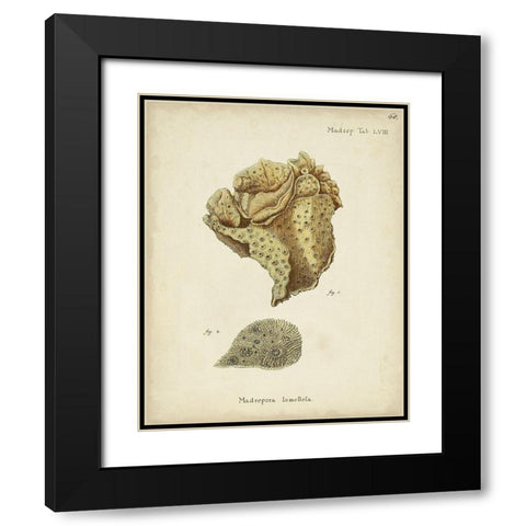 Ecru Coral VII Black Modern Wood Framed Art Print with Double Matting by Esper, Johann