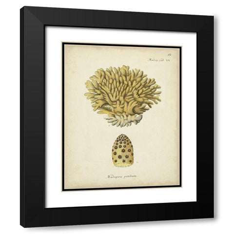 Ecru Coral VIII Black Modern Wood Framed Art Print with Double Matting by Esper, Johann
