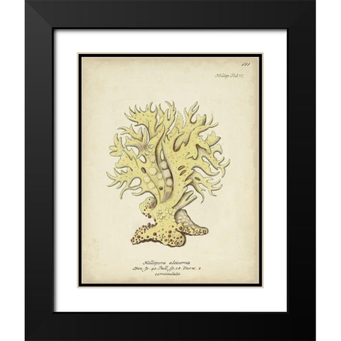 Ecru Coral IX Black Modern Wood Framed Art Print with Double Matting by Esper, Johann