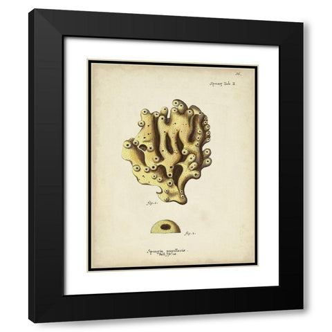 Ecru Coral X Black Modern Wood Framed Art Print with Double Matting by Esper, Johann