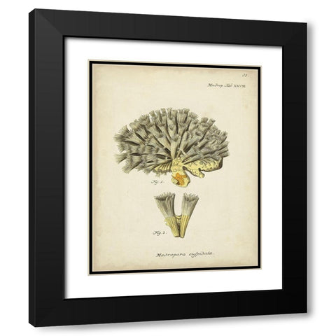 Ecru Coral XI Black Modern Wood Framed Art Print with Double Matting by Esper, Johann