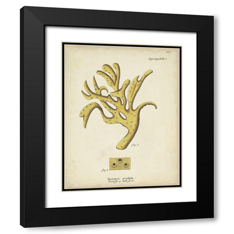 Ecru Coral XII Black Modern Wood Framed Art Print with Double Matting by Esper, Johann