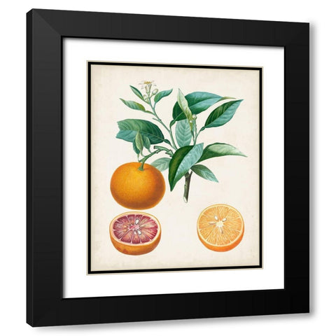 Orange de Malte Black Modern Wood Framed Art Print with Double Matting by Poiteau, Pierre Antoine
