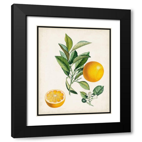 Bigarrade Couronnee Black Modern Wood Framed Art Print with Double Matting by Poiteau, Pierre Antoine
