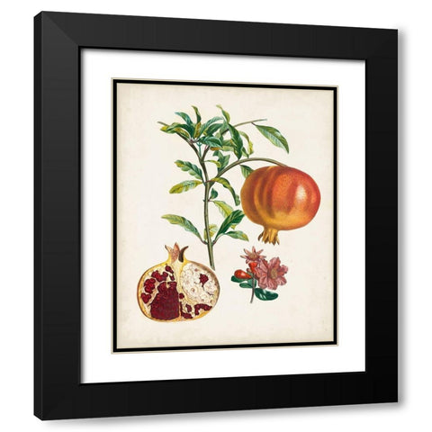 Grenadier a fruit doux Black Modern Wood Framed Art Print with Double Matting by Poiteau, Pierre Antoine