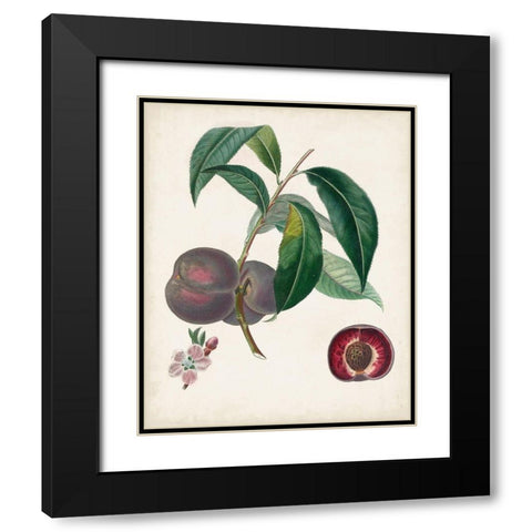 Peche Cardinale Black Modern Wood Framed Art Print with Double Matting by Poiteau, Pierre Antoine