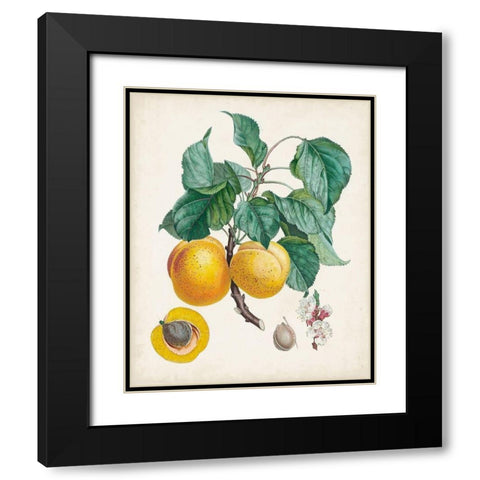 Abricot- Peche Black Modern Wood Framed Art Print with Double Matting by Poiteau, Pierre Antoine