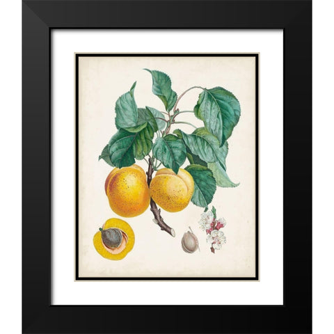 Abricot- Peche Black Modern Wood Framed Art Print with Double Matting by Poiteau, Pierre Antoine