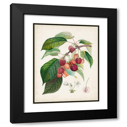 Bigarreau rouge Black Modern Wood Framed Art Print with Double Matting by Poiteau, Pierre Antoine
