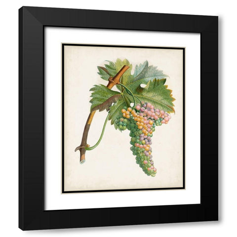 Raisin de Corunthe Black Modern Wood Framed Art Print with Double Matting by Poiteau, Pierre Antoine