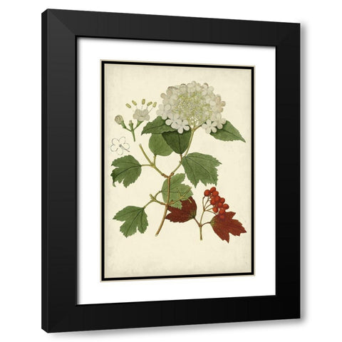 Flowering Viburnum I Black Modern Wood Framed Art Print with Double Matting by Vision Studio