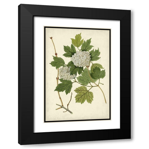 Flowering Viburnum II Black Modern Wood Framed Art Print with Double Matting by Vision Studio