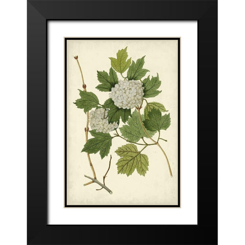 Flowering Viburnum II Black Modern Wood Framed Art Print with Double Matting by Vision Studio