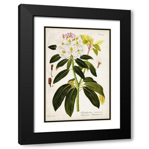 Vintage Rhododendron I Black Modern Wood Framed Art Print with Double Matting by Vision Studio