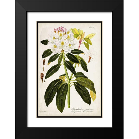 Vintage Rhododendron I Black Modern Wood Framed Art Print with Double Matting by Vision Studio