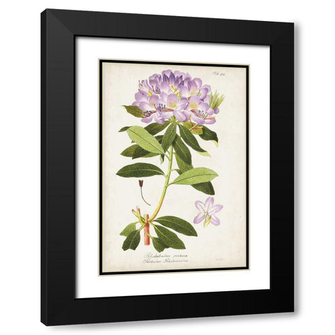 Vintage Rhododendron II Black Modern Wood Framed Art Print with Double Matting by Vision Studio