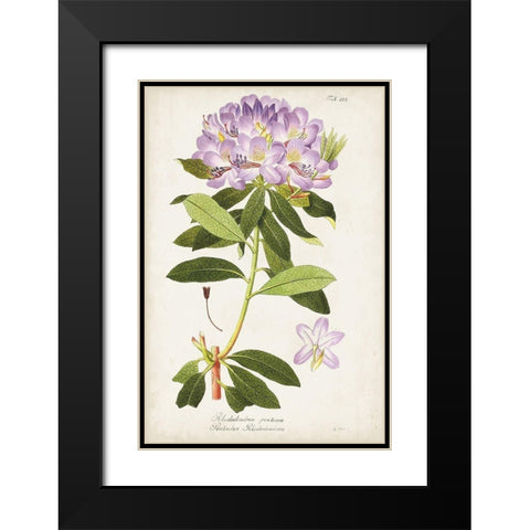 Vintage Rhododendron II Black Modern Wood Framed Art Print with Double Matting by Vision Studio