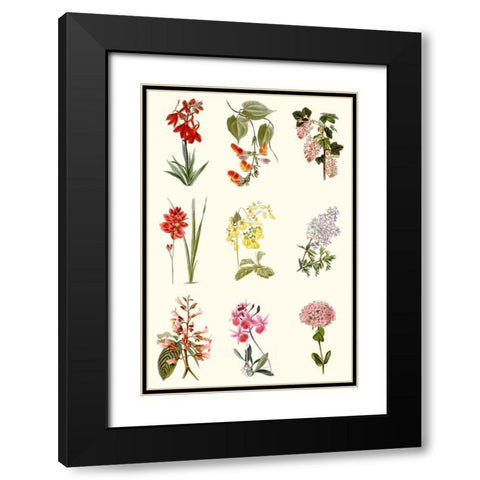 Botanical Array Chart Black Modern Wood Framed Art Print with Double Matting by Vision Studio