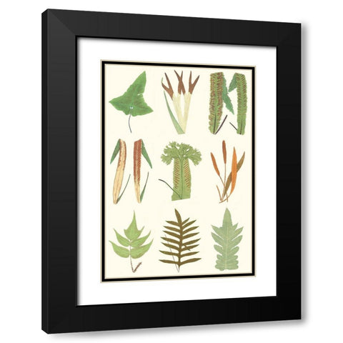 Antique Fern Chart Black Modern Wood Framed Art Print with Double Matting by Vision Studio