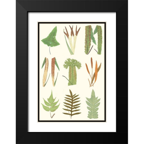 Antique Fern Chart Black Modern Wood Framed Art Print with Double Matting by Vision Studio