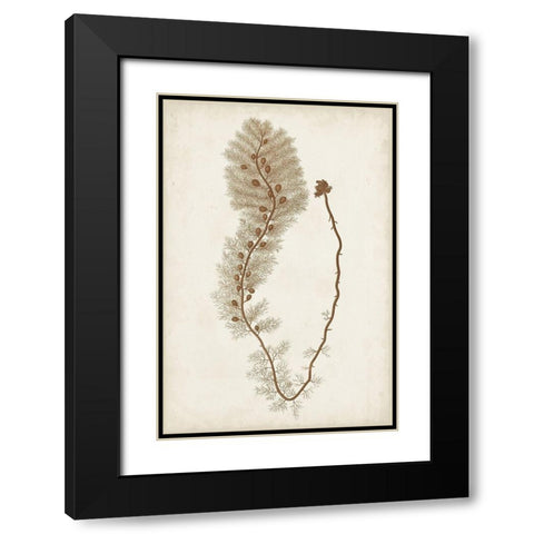 Sepia Seaweed III Black Modern Wood Framed Art Print with Double Matting by Vision Studio
