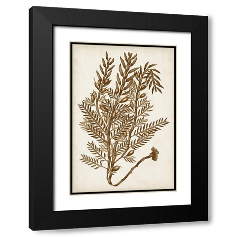 Sepia Seaweed IV Black Modern Wood Framed Art Print with Double Matting by Vision Studio