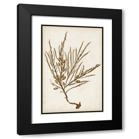 Sepia Seaweed V Black Modern Wood Framed Art Print with Double Matting by Vision Studio