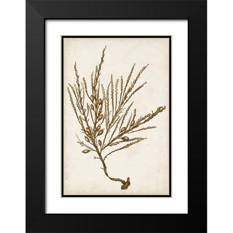 Sepia Seaweed V Black Modern Wood Framed Art Print with Double Matting by Vision Studio