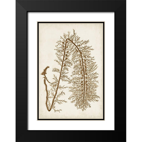 Sepia Seaweed VI Black Modern Wood Framed Art Print with Double Matting by Vision Studio