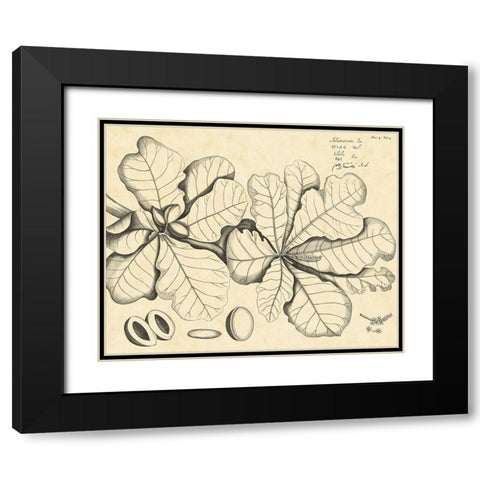 Vintage Leaf Study I Black Modern Wood Framed Art Print with Double Matting by Von Drakenstein, H.